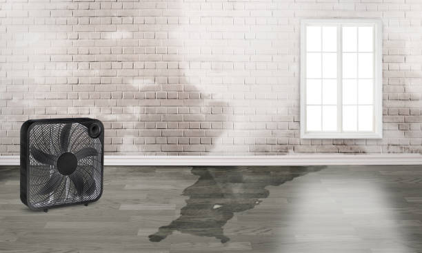 Best 24/7 water damage repair  in North Hornell, NY